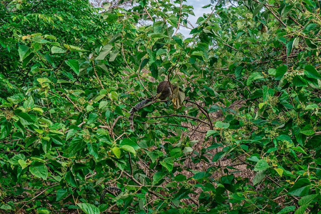 Wildescape Polonnaruwa Villa Екстериор снимка